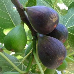 HIGUERA RONDE DE BORDEAUX Ficus carica 6/8 C-25