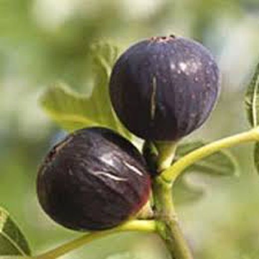 HIGUERA RONDE DE BORDEAUX Ficus carica 6/8 C-25
