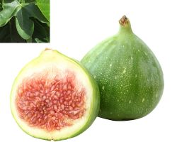 HIGUERA VERDAL Ficus carica 4/6 C-25