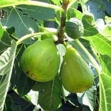 HIGUERA VERDAL Ficus carica 4/6 C-25