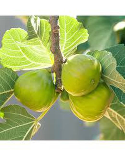 HIGUERA VERDAL Ficus carica 6/8 C-25