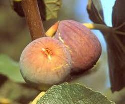 HIGUERA VIOLETTE DE SOLIES Ficus carica 6/8 C-25