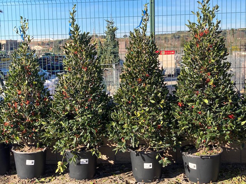 Ilex Aquifolium Nellie Stevens C-60 Lt 150/175 — GUAL | Garden Online