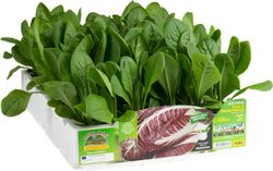 Achicoria Roja Traviso Procoz 9 plantas en pack
