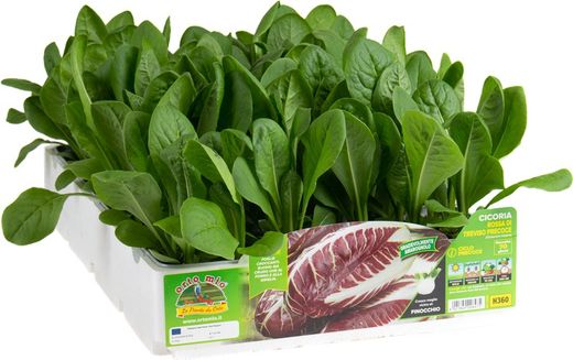 Achicoria Roja Traviso Procoz 9 plantas en pack