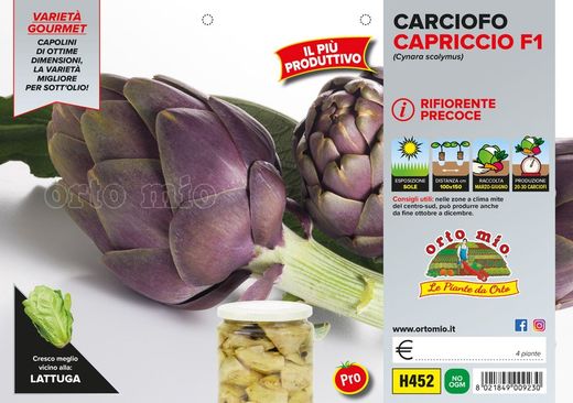 Alcarchofa Violeta Capricco 4 Plantas En Pack