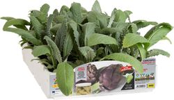 Alcarchofa Violeta Capricco 4 Plantas En Pack