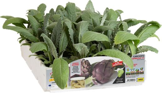 Alcarchofa Violeta Capricco 4 Plantas En Pack