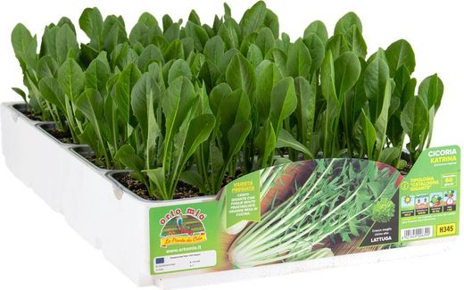 Achicoria Catalonia Gigante Katrina 9  Plantas En Pack