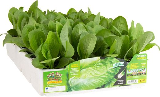 Achicoria Pan de Azúcar Precoz Vespero 9 Plantas en Pack