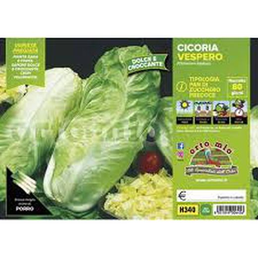 Achicoria Pan de Azúcar Precoz Vespero 9 Plantas en Pack