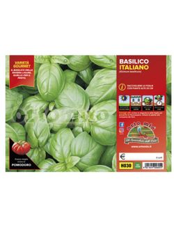 Albahaca Genovesa 6 Plantas en Pack
