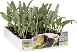 Alcachofa Violeta Romagna 4 Plantas en Pack