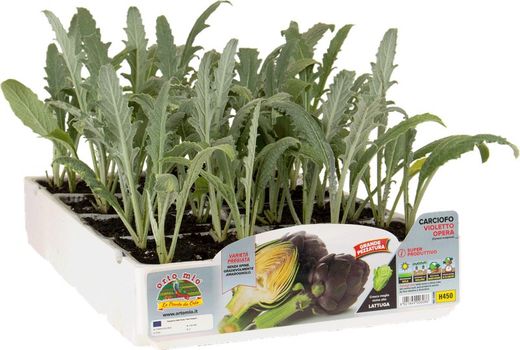 Alcachofa Violeta Romagna 4 Plantas en Pack