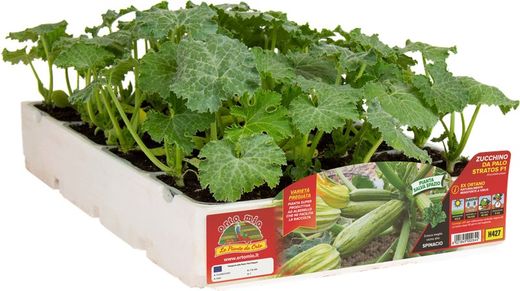 Calabacin Claro Ortano Trepador Pack