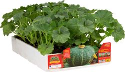 Calabaza Redonda Delicia 4 Plantas en Pack