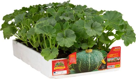 Calabaza Redonda Delicia 4 Plantas en Pack
