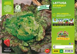 Lechuga Canasta Manade Starsky 9 Plantas en Pack