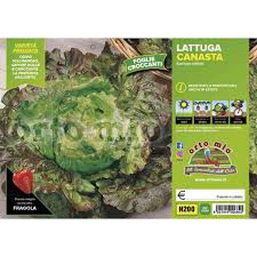 Lechuga Canasta Manade Starsky 9 Plantas en Pack