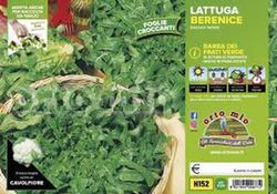 Lechuga Repollo Berenice 9 Plantas en Pack
