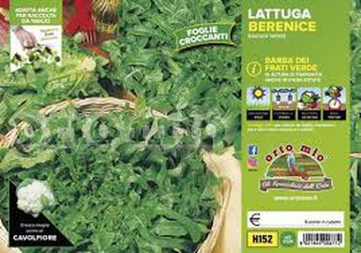 Lechuga Repollo Berenice 9 Plantas en Pack