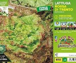 Lechuga Roja de Tren 9 Plantas En Pack
