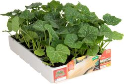 Calabaza Butternut Rugosa 4 Plantas en Pack