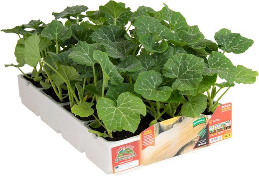 Calabaza Butternut Rugosa 4 Plantas en Pack