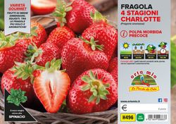 Fresa Perfumada Charlotte 6 Plantas en Pack