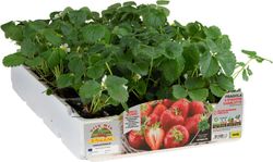Fresa Perfumada Charlotte 6 Plantas en Pack