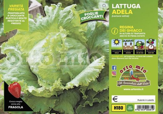 Lechuga Adela 9 Plantas en Pack