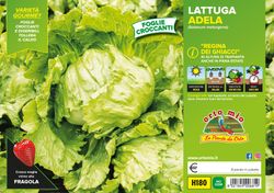 Lechuga Adela 9 Plantas en Pack
