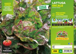 Lechuga Toscana Pesciatina 9 Plantas en Pack