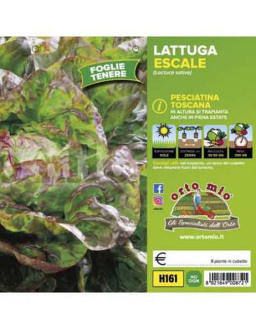 Lechuga Toscana Pesciatina 9 Plantas en Pack