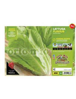 Lechuga Flavius 9 Plantas en Pack