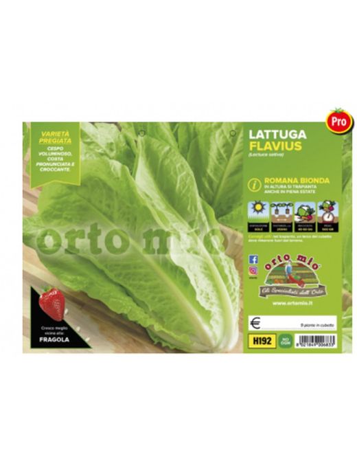 Lechuga Flavius 9 Plantas en Pack