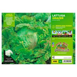 Lechuga Glazer 9 Plantas en Pack