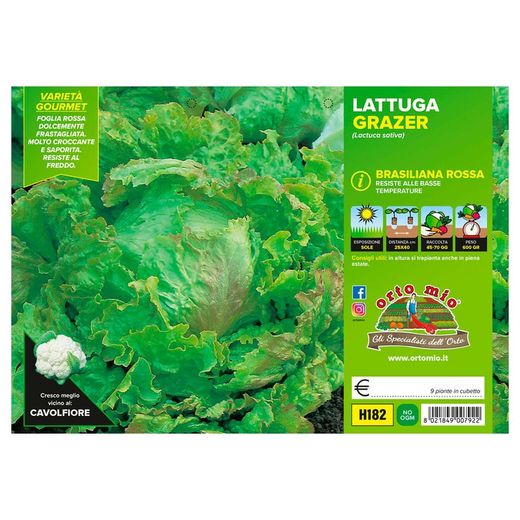 Lechuga Glazer 9 Plantas en Pack