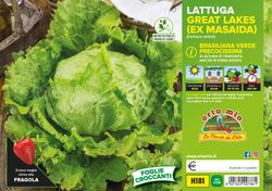 Lechuga Masaida 9 Plantas en Pack