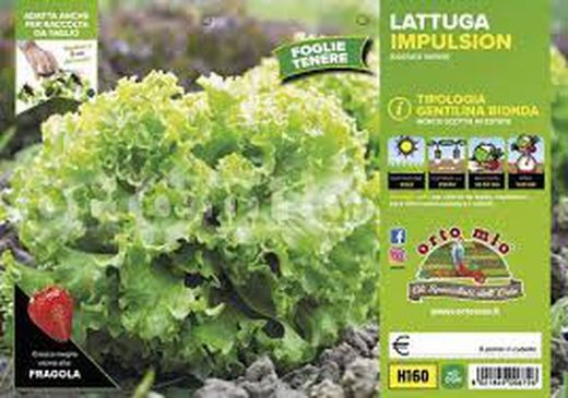 Lechuga Impulsion 9 Plantas en Pack