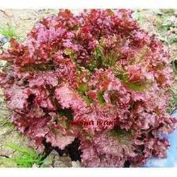 Lechuga Redial 9 Plantas en Pack