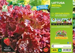 Lechuga Redial 9 Plantas en Pack