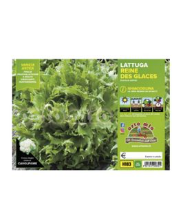Lechuga Ghiacciolina 9 Plantas en Pack