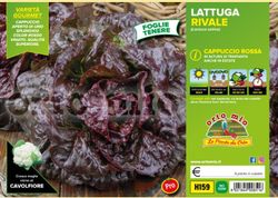 Lechuga Rivale 9 Plantas en Pack