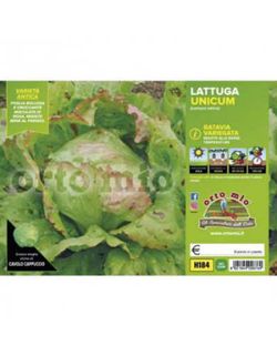 Lechuga Batavia Jaspeada 9 Plantas en Pack