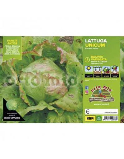 Lechuga Batavia Jaspeada 9 Plantas en Pack