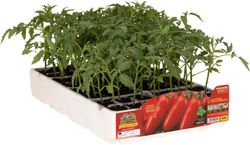 Tomate de Verano San Marzano Corinzio 4 Plantas en Pack
