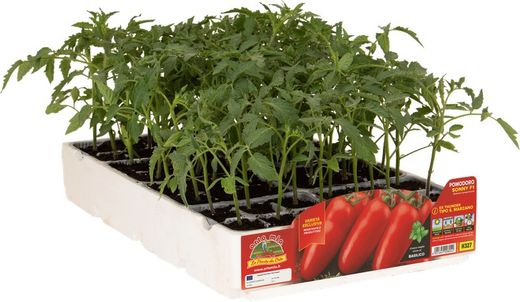 Tomate de Verano San Marzano Corinzio 4 Plantas en Pack