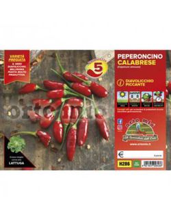 Pimiento Picante Calabrese Diavolicchio 6 Plantas en Pack