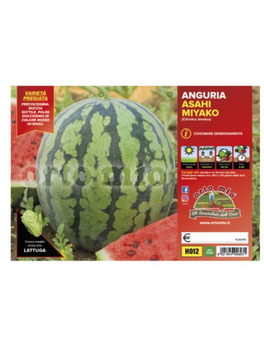 Sandía Asahi Myako 4 Plantas en Pack